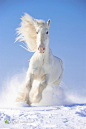 奔驰的白马高清图片