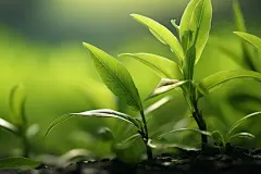 植物茶树茶文化茶叶图片摄影图
