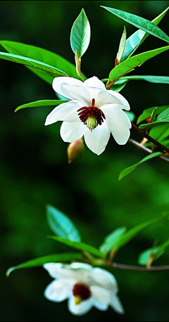 莱莱_给我一罐菠菜采集到鲜花