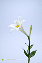 阳光下清丽的白百合花写真背景图片高清图片素材