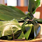 Hawaiian Lau Lau dish