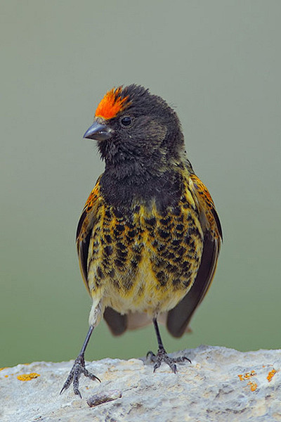 雀形目燕雀科金丝雀属金额丝雀