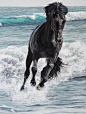 Black Horse in Sea | Horses I Admire