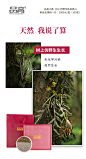客户产品-树上仿野生石斛
LIWENB设计工作室