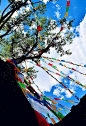 西藏大树上的经幡