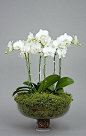 orchid arrangements: