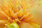 close-up-photography-of-yellow-dahlia-flower-828531