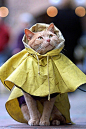 穿雨衣的猫