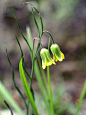 罗地亚贝母Fritillaria rhodia，百合科贝母属，株高10-30cm，叶狭长浅绿色，长钟形花朵，花朵长2cm左右，花被片黄绿色，尖端黄色，极其优美。原产地希腊罗德岛，对于一个人类涉足已久的岛屿，比较奇葩的是这个物种1969年才发表（Fritillaria rhodia A. Hansen, 1969）。 