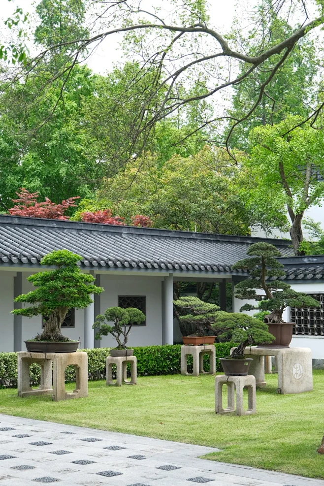 上海植物园·盆景园 外景1/3 - 小红书-花瓣网