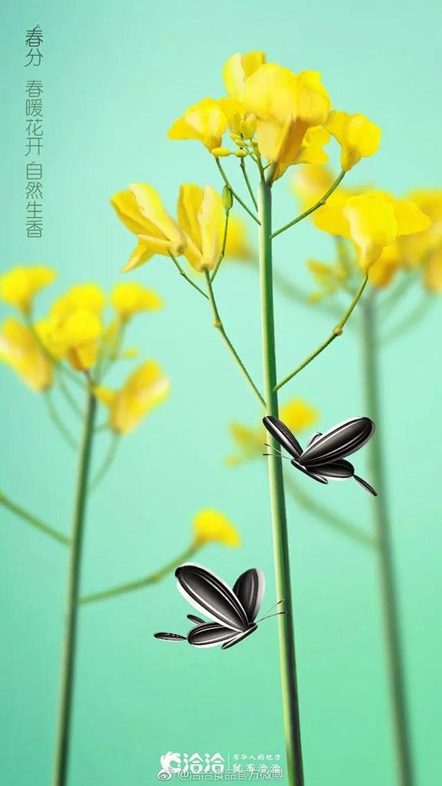 洽洽瓜子24节气