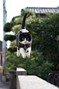 50 Amazing Photos From Cat Heaven Island In Japan : Photographer Fubirai has spent the last five years documenting the lives of the semi-wild cats that roam the island in Fukuoka, Japan. The cats are fed by local fishermen and wander freely through ... #鸟