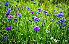 花事 | 最好種植的16種野花，你種過哪些？ : 半支蓮因葉像松針而花似牡丹，因而又被稱做「松針牡丹」。它生長非常低矮，莖呈匍匐狀。花朵大而色彩艷麗，而其肉質葉呈圓棍狀，花大葉少，因而耐旱性強。半支蓮喜強光，在晚上或陰天時花會閉合。作為超矮生的種類，半枝蓮對環境良好的適應性使得它成為我們強烈推薦的選擇之一。