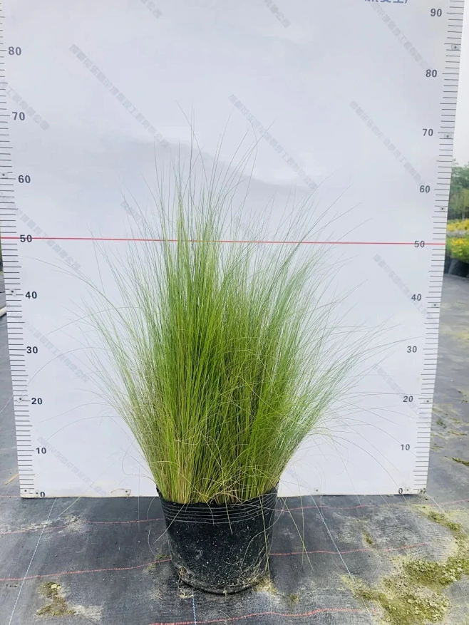 针茅 26*21营养杯-花瓣网