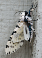 All sizes | Giant leopard moth or Eyed tiger moth | Flickr - Photo Sharing!:
