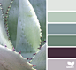 succulent tones #色彩#