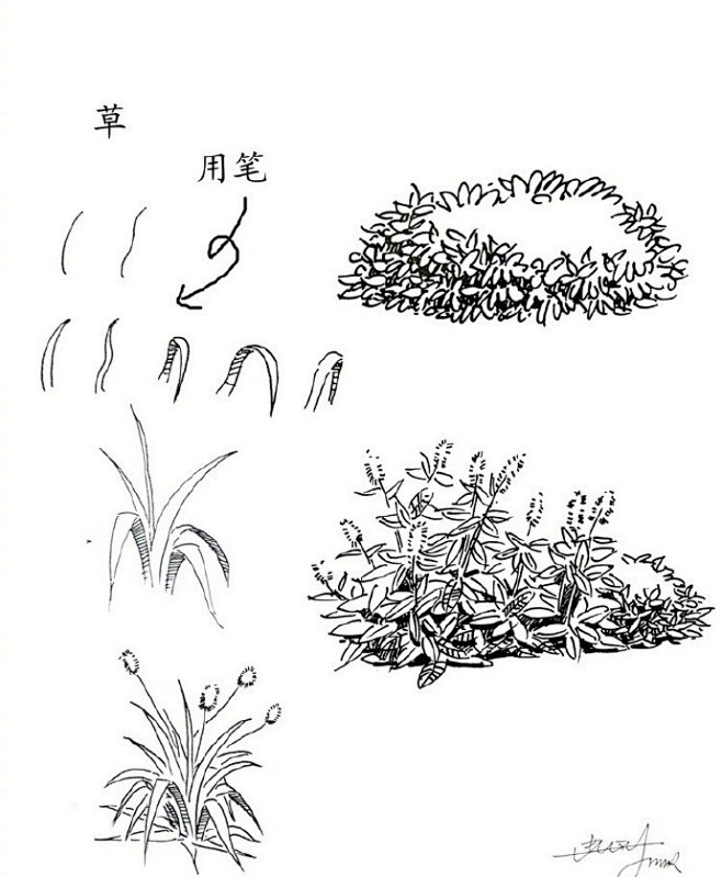【20种植物的手绘速写技法】最短时间绘出...