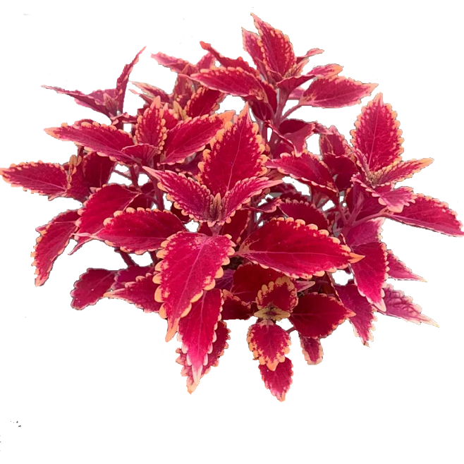 彩叶草7