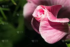 花蕾亮粉色花瓣。宏观的花。