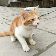 理想三个