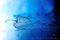 500px / Blue Syndrome～Solitude by Lafugue Logos