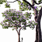 开满花朵的蓝花楹树3D模型（OBJ,MAX） 