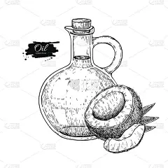 一瓶椰子油。矢量手绘插图。烹饪和美容配料。玻璃投手