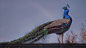 Peacock on the roof