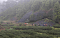 武夷山采茶