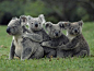 考拉（树袋熊），澳大利亚