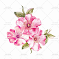 181手绘水彩高清大图粉色桃花边框花朵背景绘画参考平面设计素材-淘宝网