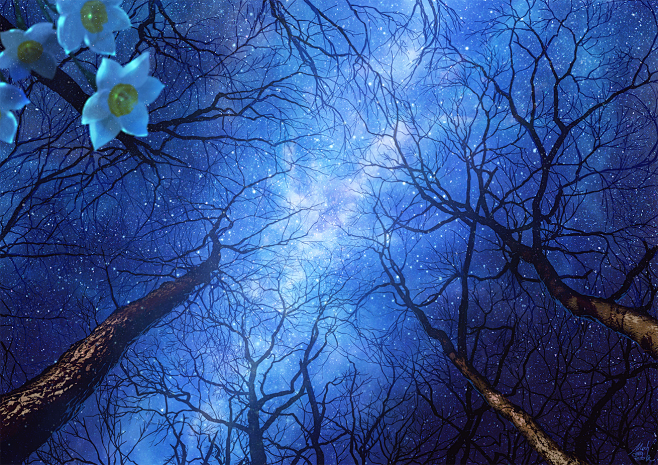 星の咲く森
凍えるような冬の森　静かに星...