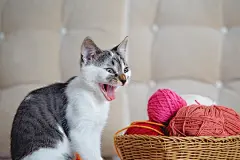 点击来源直接获取大图文件 |猫做着滑稽的脸。虎斑猫在沙发上打哈欠的有趣肖像。