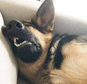 逗比拯救世界--专业的表情包搜索网站