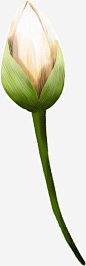 清新粉色莲花花苞高清素材 清新 粉色 花苞 莲花 免抠png 设计图片 免费下载