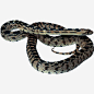 蛇免抠素材_新图网 https://ixintu.com 动物蛇 爬行动物 蛇