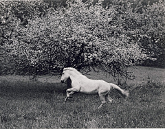 离设计不远采集到Horse