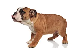 点击来源直接获取大图文件 |伸出舌头的有趣英国斗牛犬的侧面视图