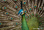 绿孔雀 Green peafowl_物种介绍_动物世界_一起分享奇妙的动物世界