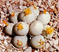 Conophytum Calculus 20 semillas,seeds cactus,plantas,suculentas,crasas | eBay