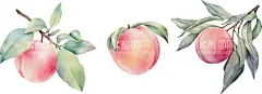卡通桃子  - 源文件下载【酷图网】卡通桃子,卡通桃子素材,桃子,桃子海报素材,广告,水果,瓶贴,可爱,宣传,桃子素材,图片,包装,美味,新鲜,插画,插图,免扣,素材,元素,矢量,卡通,手绘,手绘桃子,桃子标志,logo,简约,图案,图标,桃子插画,矢量桃子,促销,桃汁,水蜜桃,桃,白桃,油桃,清新,简笔画,粉色,水彩,绿叶,精美
