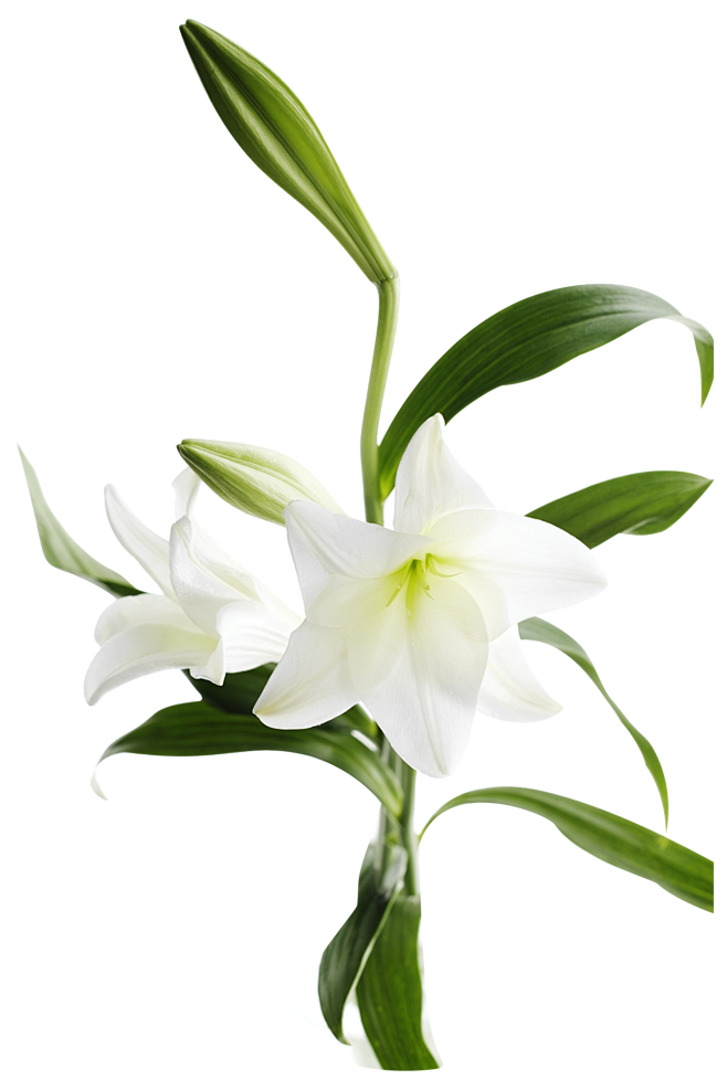 #PNG#免扣背景PNG素材#花##透明...