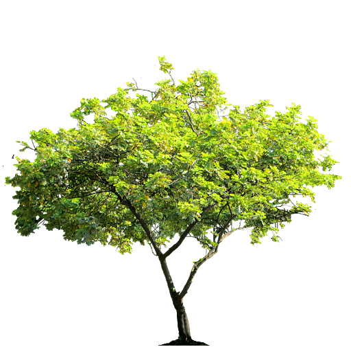 tree PNG