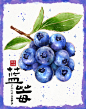 蓝莓_1_菲菲_来自小红书网页版