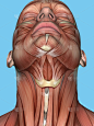 人的脸部,脖子,生理学,健美身材,垂直画幅,压舌板,无人,绘画插图,人类肌肉,科学