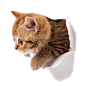 Kitten-PNG-Picture