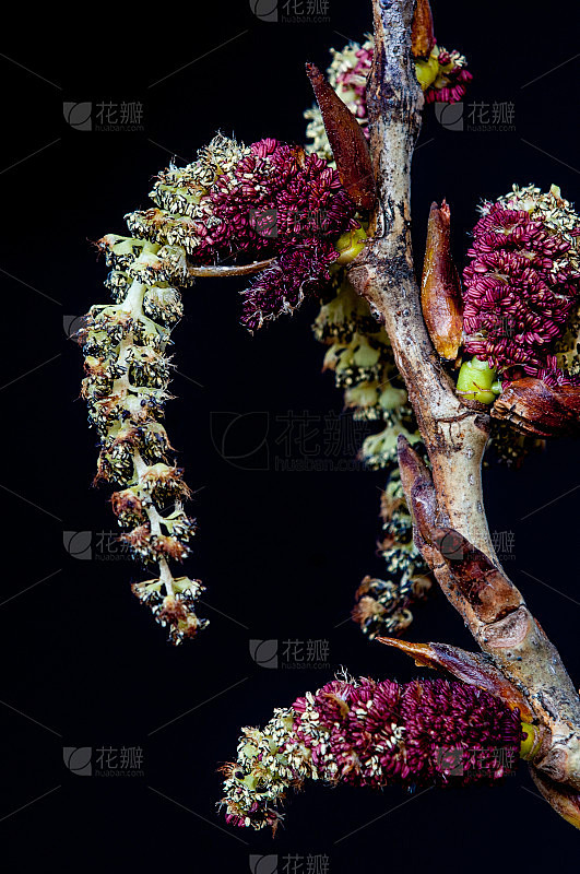 黑杨树的雄花