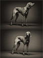 magyar-vizsla-im-fotostudio: 