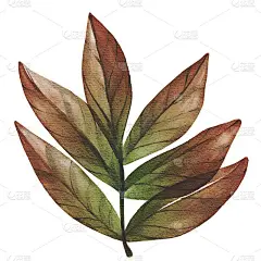手绘水彩秋叶。秋天的装饰。使用杉木卡片，明信片，问候，模板，印刷，横幅，织物，图案，书籍，插图，节日