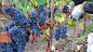 Close-Up Of Grapes Growing In Vineyard